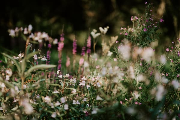 wildflowers