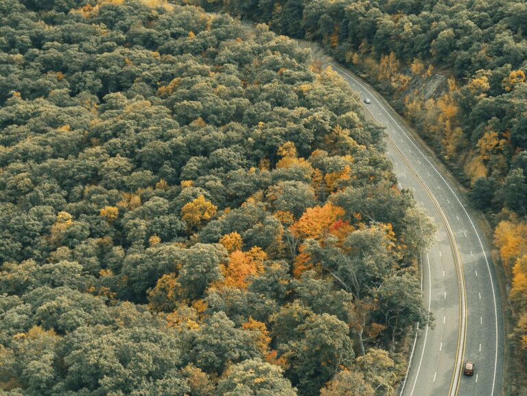 Road and Trees